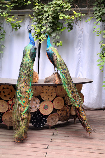 Black Shoulder indian Peacock