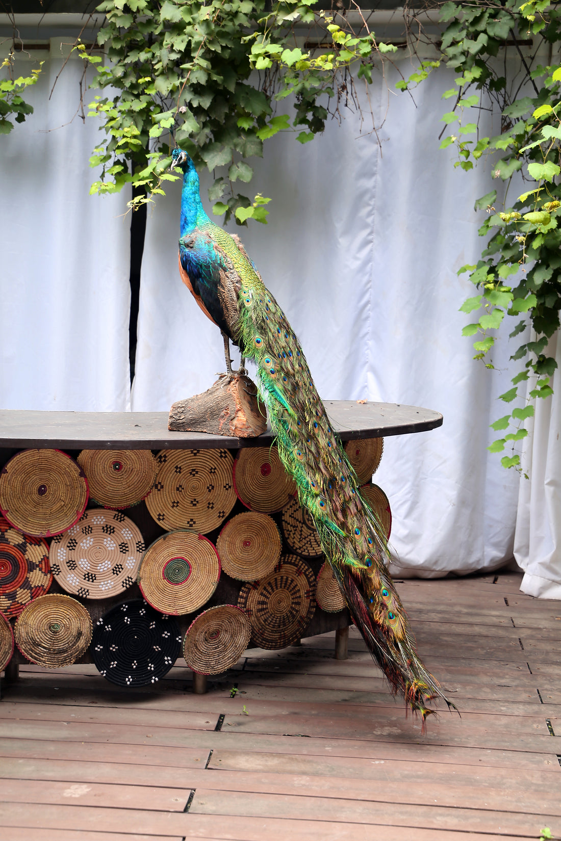 Black Shoulder indian Peacock